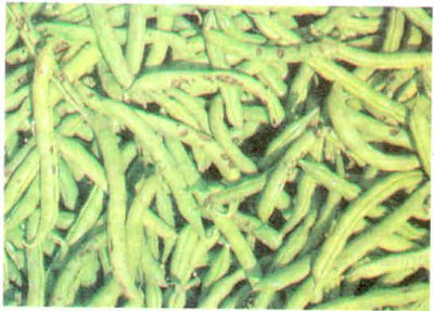 Fasulyede antraknoz hastalığı belirtisi.